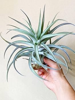 Amazon.co.jp: Frontier Plants現品チランジアハリシー